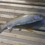 Insolite Tiny House Serenite Bien Etre * Ban-sur-Meurthe-Clefcy