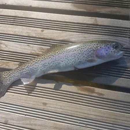 Insolite Tiny House Serenite Bien Etre * Ban-sur-Meurthe-Clefcy