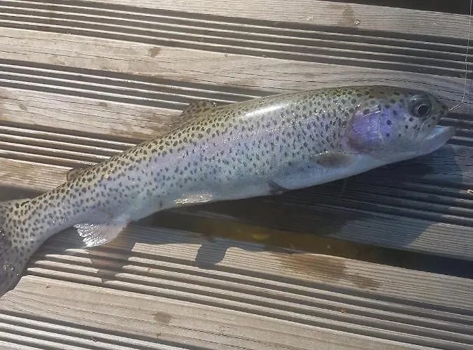 Insolite Tiny House Serenite Bien Etre * Ban-sur-Meurthe-Clefcy